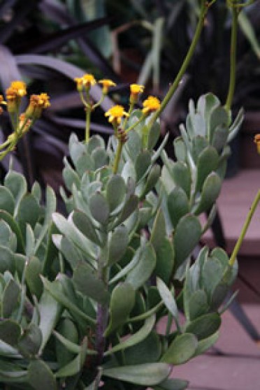 Hesperaloe parviflora 'Yellow'