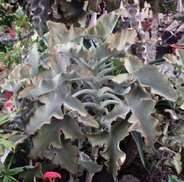 Kalanchoe beharensis 'Felt Plant'