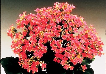 Kalanchoe blossfeldiana 'Keruna Pink'