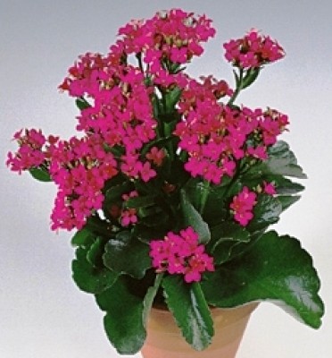 Kalanchoe blossfeldiana 'Lican Pink'