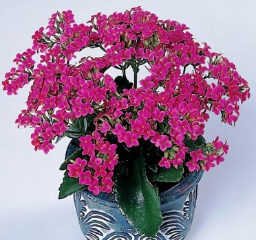 Kalanchoe blossfeldiana 'Maxi Orchid'