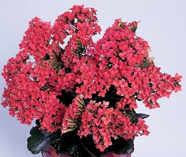 Kalanchoe blossfeldiana 'Maxi Salmon'