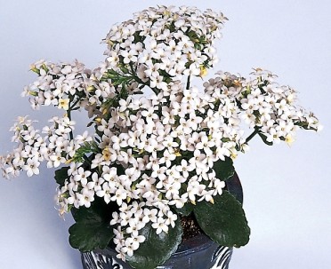 Kalanchoe blossfeldiana 'Maxi White'