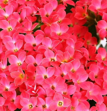 Kalanchoe blossfeldiana 'Midi Coral'