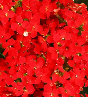 Kalanchoe blossfeldiana 'Midi Red'