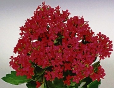 Kalanchoe blossfeldiana 'Nemo Deep Red'