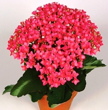 Kalanchoe blossfeldiana 'Oriba Bright Pink'