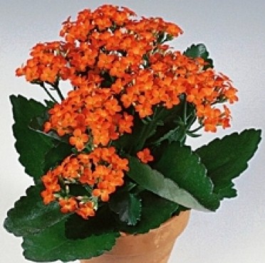 Kalanchoe blossfeldiana 'Petero Orange'