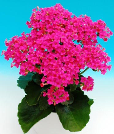 Kalanchoe blossfeldiana 'Wizard Mt. Rushmore'