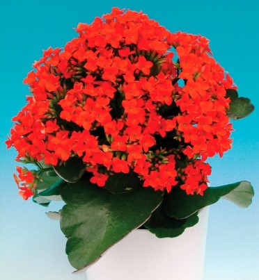 Kalanchoe blossfeldiana 'Wizard Zion Orange'