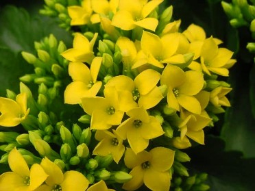 Kalanchoe blossfeldiana 'Yellow'