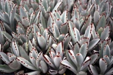 Kalanchoe tomentosa 'Panda Plant'