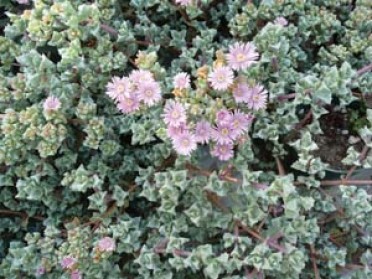 Lampranthus deltoides 'Pink Ice Plant'