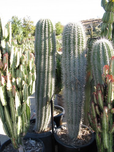 Pachycereus pringlei 'Baja Saguaro'