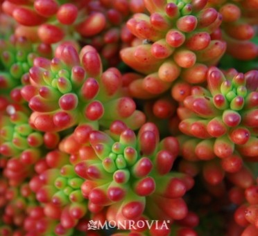 Pink Stonecrop