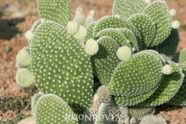 Polka Dot Prickly Pear