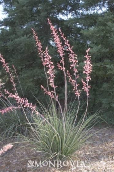 Red Yucca