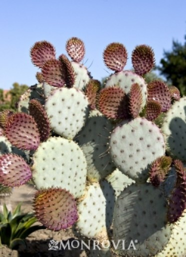 Santa Rita Tubac(TM) Prickly Pear