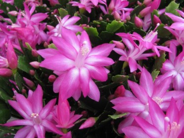 Schlumbergera 'Christmas Cactus'