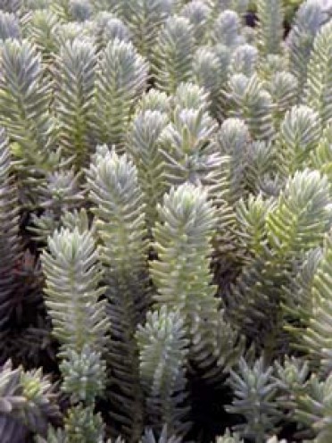 Sedum 'Blue Spruce'