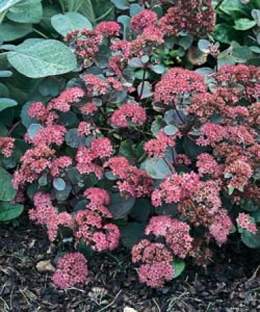 Sedum 'Vera Jameson'