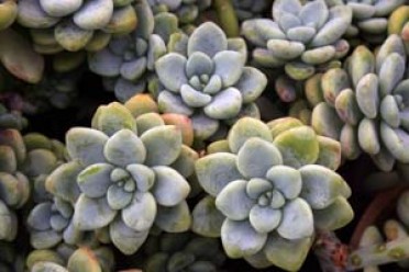 Sedum clavatum