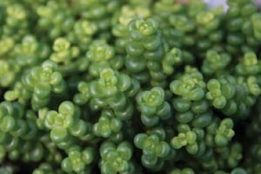 Sedum divergens