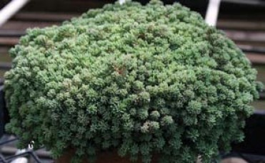 Sedum hispanicum minus