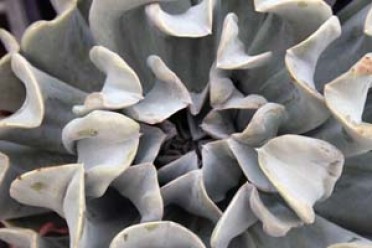 Sedum lineare 'Sea Urchin'