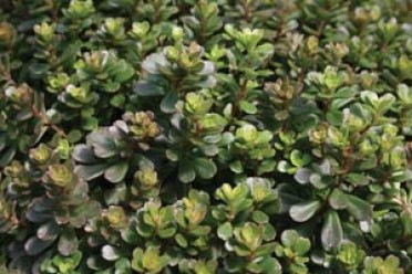 Sedum makinoi 'Salsa Verde'