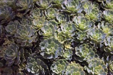 Sedum pachyclados 'Blue Rosette Mini'