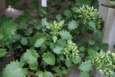 Sedum populifolium 'Poplar Leaved Sedum'