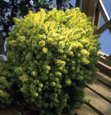 Sedum reflexum 'Angelina'