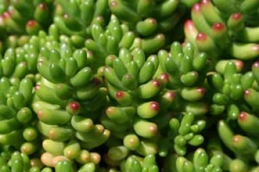 Sedum rubrotinctum 'Pork and Beans'