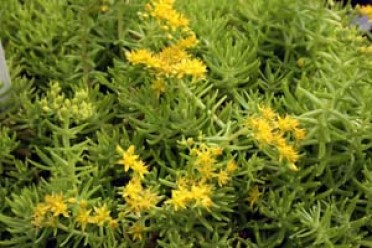 Sedum rupestre 'Lemon Ball'