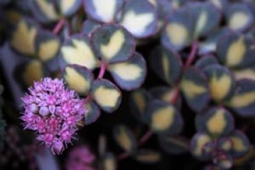 Sedum sieboldii 'Variegata'