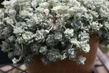 Sedum spathulifolium 'Cape Blanco'