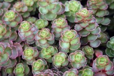 Sedum spurium 'Dragon's Blood'