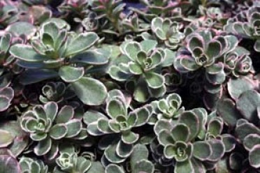 Sedum spurium 'Tricolor'