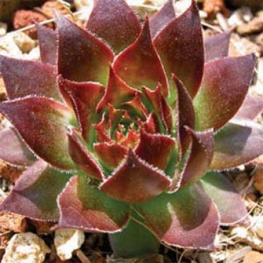 Sempervivum 'Black Hen & Chicks'