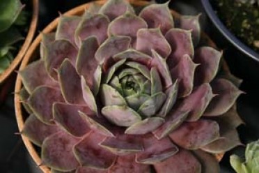 Sempervivum 'Desert Bloom'