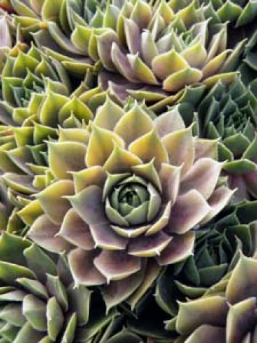 Sempervivum 'Emerald'