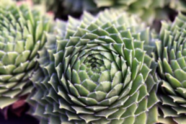 Sempervivum 'Green Wheel Hen and Chicks'