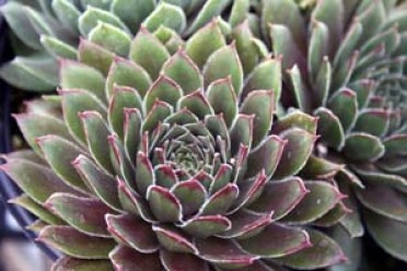 Sempervivum 'Kalinda'