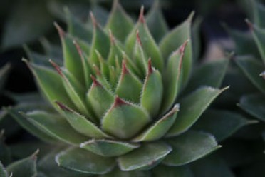 Sempervivum 'Red Beauty'