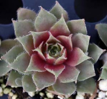 Sempervivum 'Red Rubin'