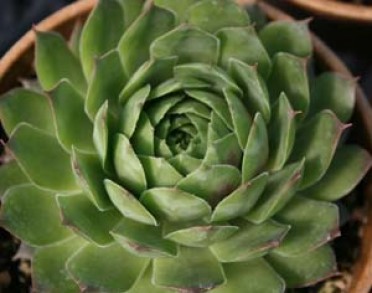 Sempervivum 'Silver King'