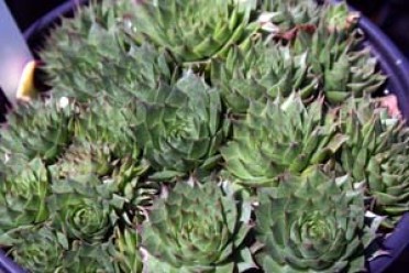 Sempervivum tectorum 'Sunset'