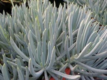 Senecio m. 'Blue Kleinia Chalk Fingers'