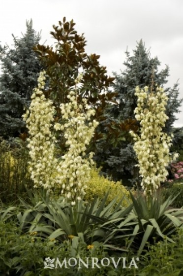 Soft Leaf Yucca